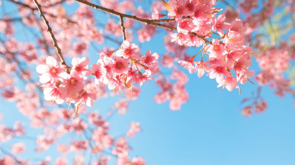 入学式イメージ